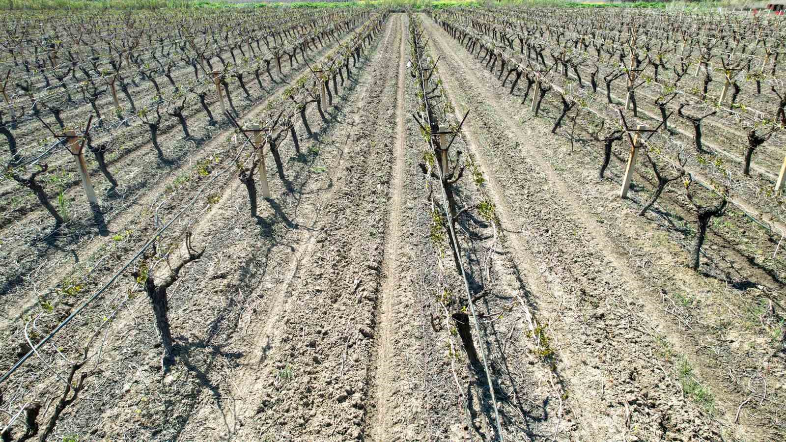 Manisa’da Don Tehlikesi Devam Ediyor