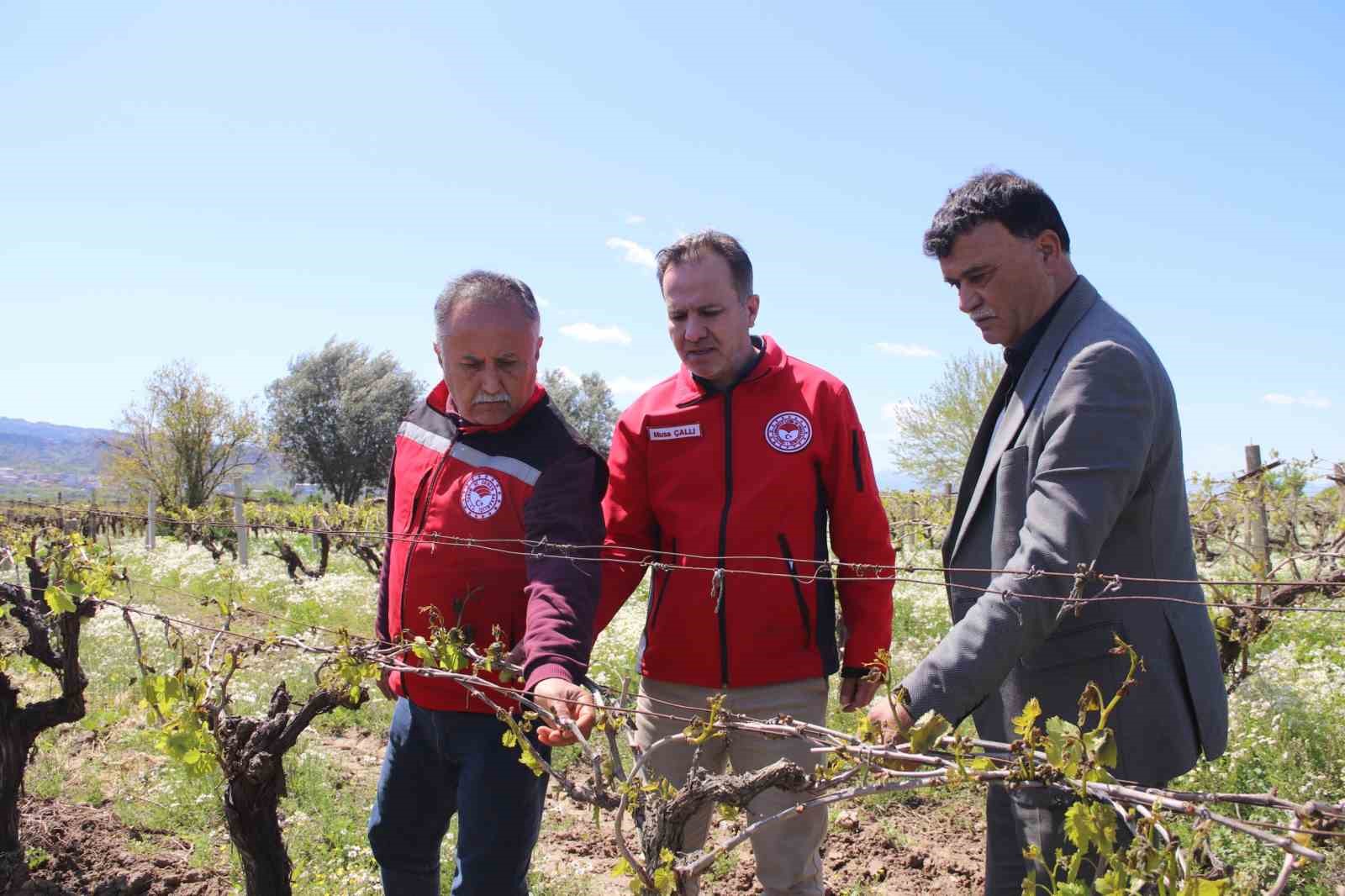 Turgutlu’da Don Vuran Arazilerde Hasar Tespiti yapıldı