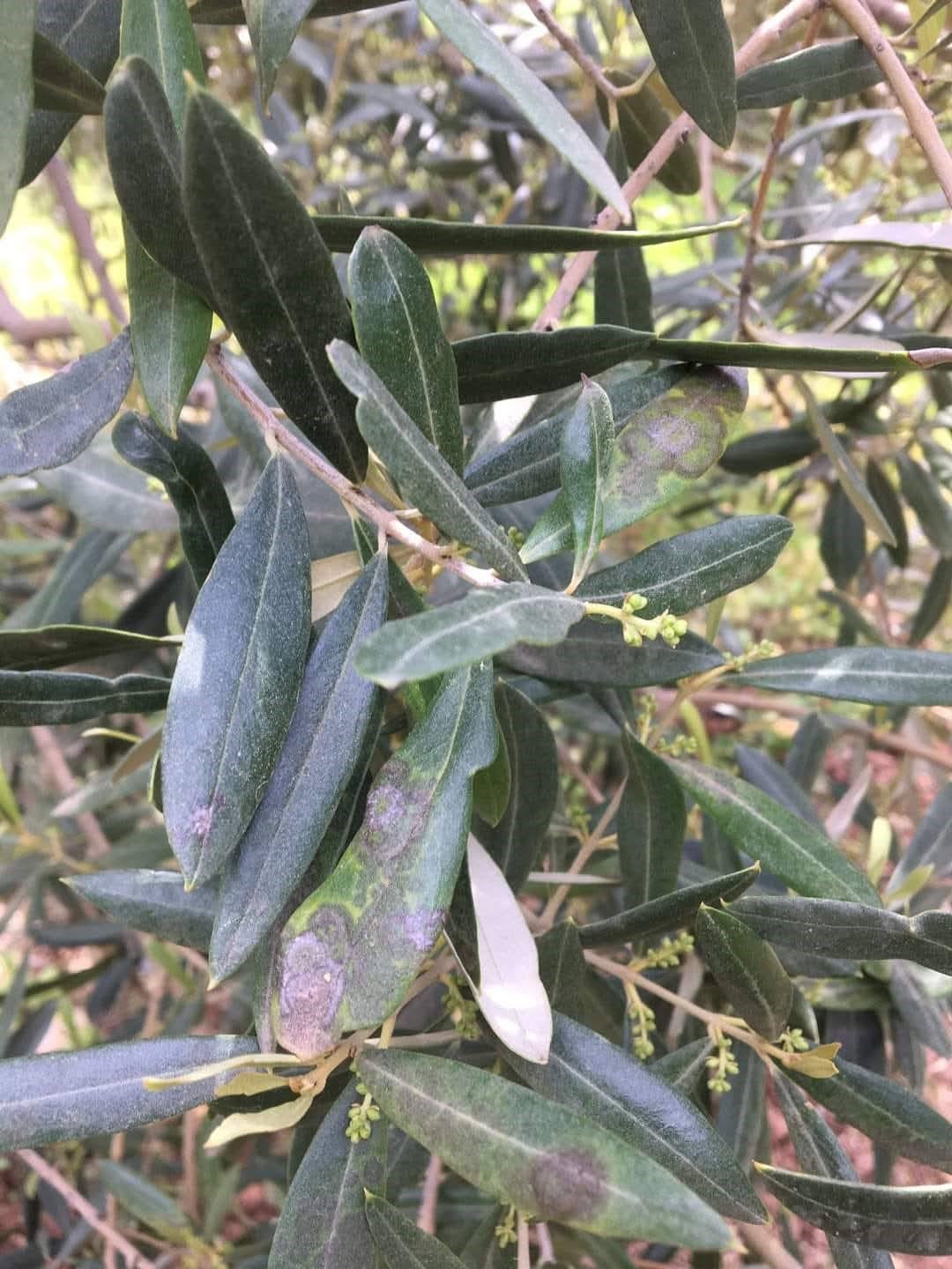 Salihli’de zeytin üreticileri dikkat!