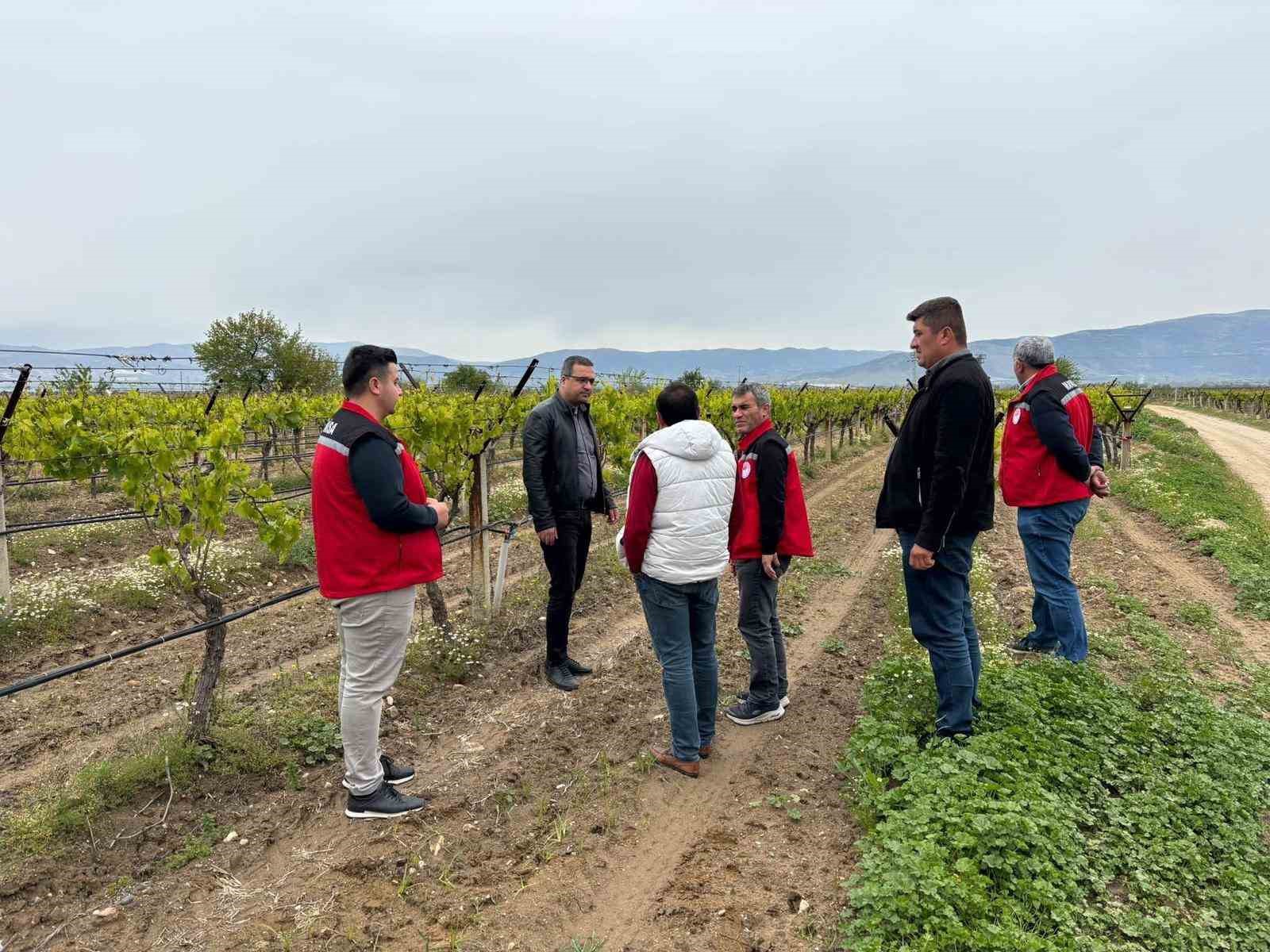 Yetkililer Don Vuran Bağları İnceledi, Üreticilere Destek Mesajı Verildi