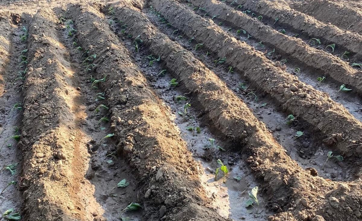 Artan Sebze Fiyatlarıyla Evde Üretim Hız Kazandı