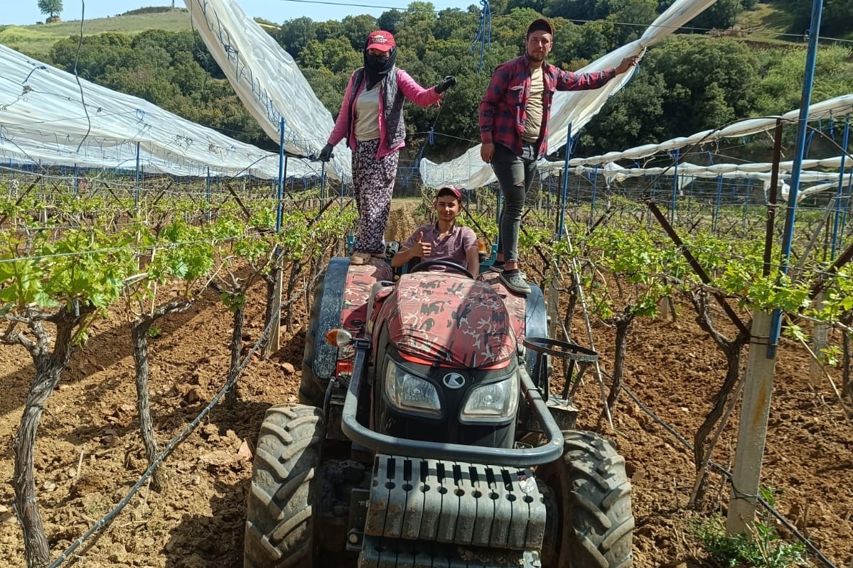 Sarıgöl'de Üreticiler Üzüm bağlarına İtalyan dolu tül sistemi uygulaması