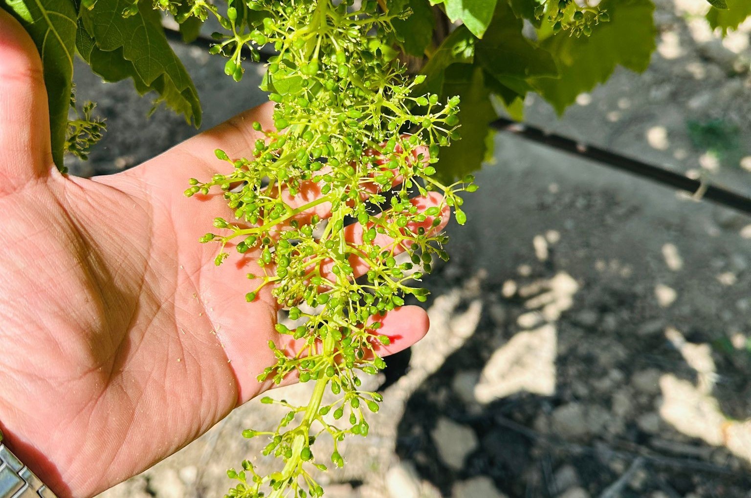 Bağlarda Çiçeklenme Sonrası Dikkat!