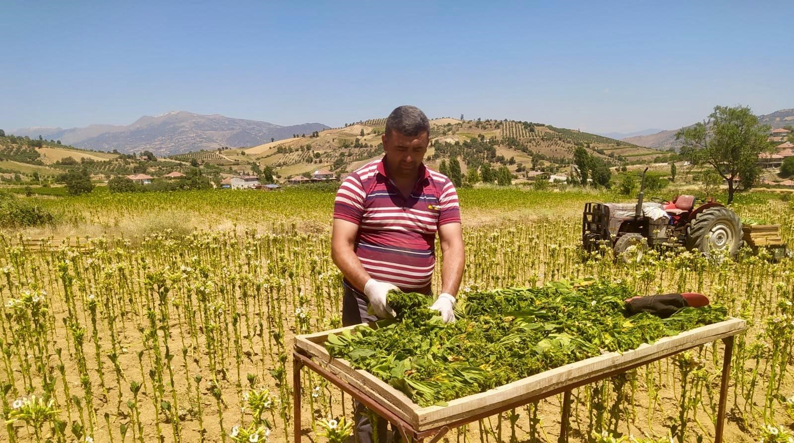 Sarıgöl’de 2025 Yılı Tütün Hasadı Başladı