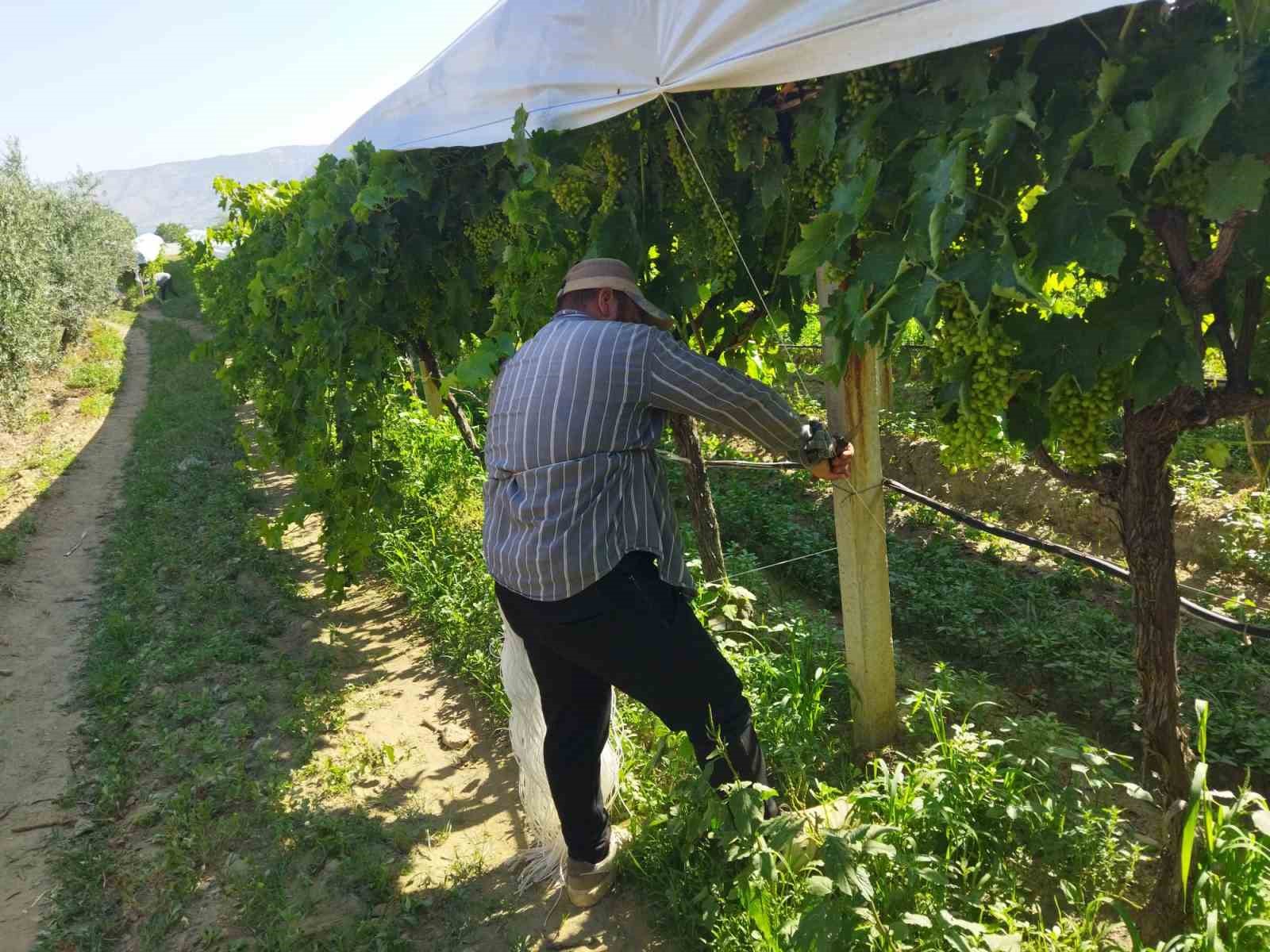 Sarıgöl Üzümünü Örtülü Sistem Komutla Koruyor:"Çek, asıl, gerdir"