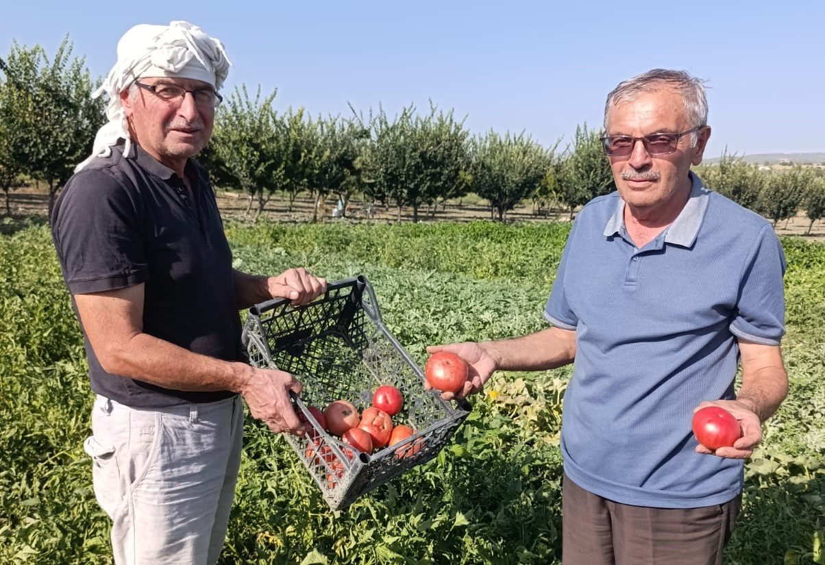 Gördes'in Ata Tohumu Dometesleri Dalından sofralara