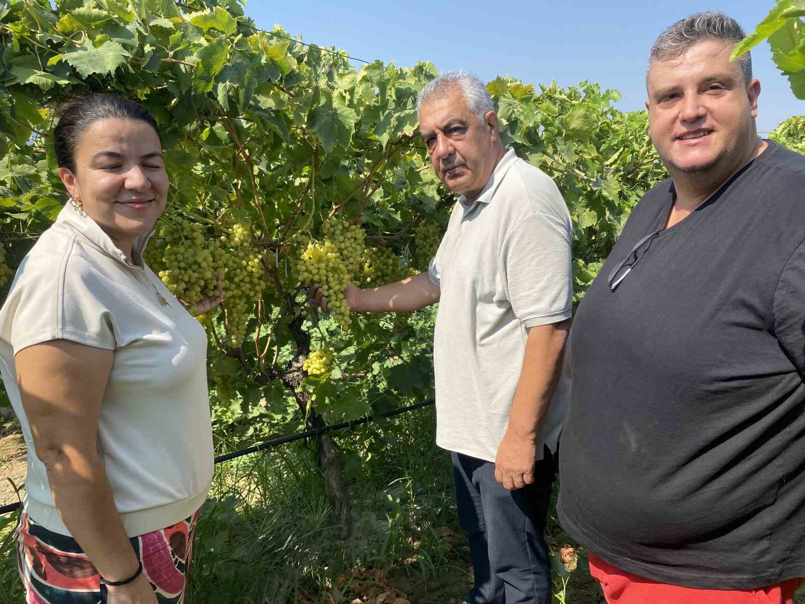 Alaşehir'de Kalıntısız Üzümde Örnek Çalışma