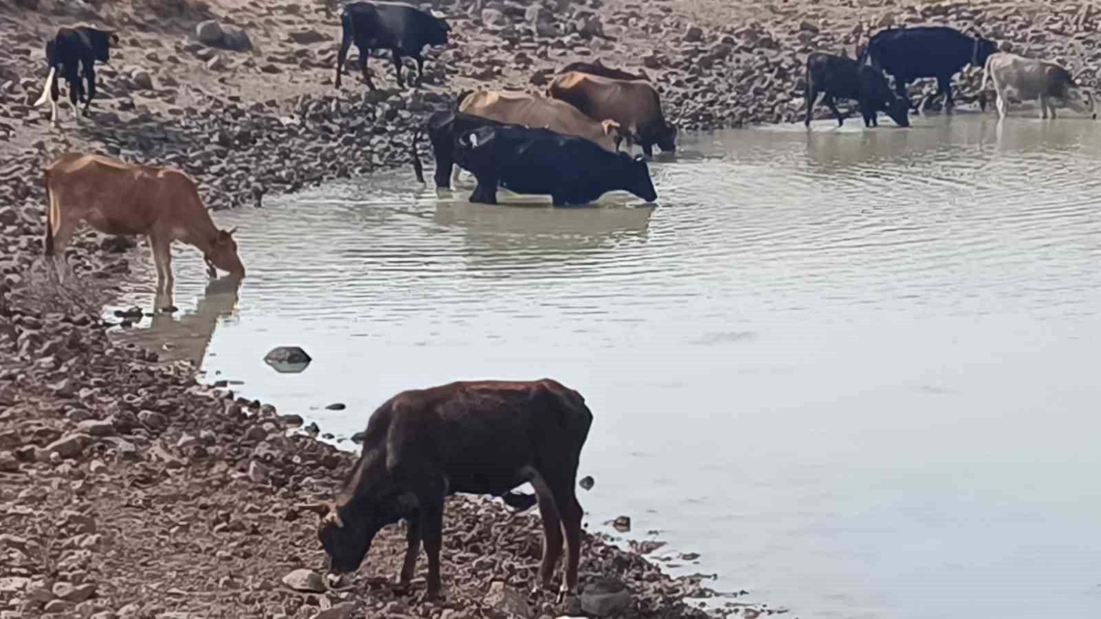 Yuntdağı’nda Su Kaynakları Kuruyor!