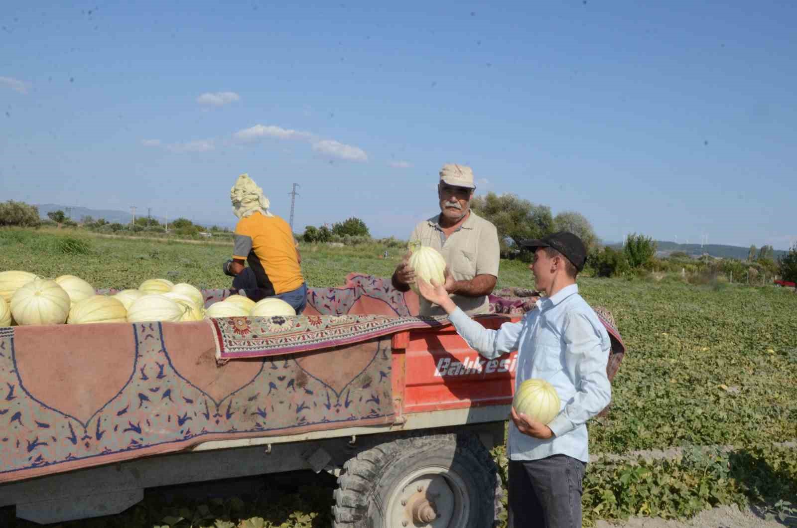 Kırkağaç Kavununda Hasat Dönemi"Kavunlara bebek gibi bakıyoruz"