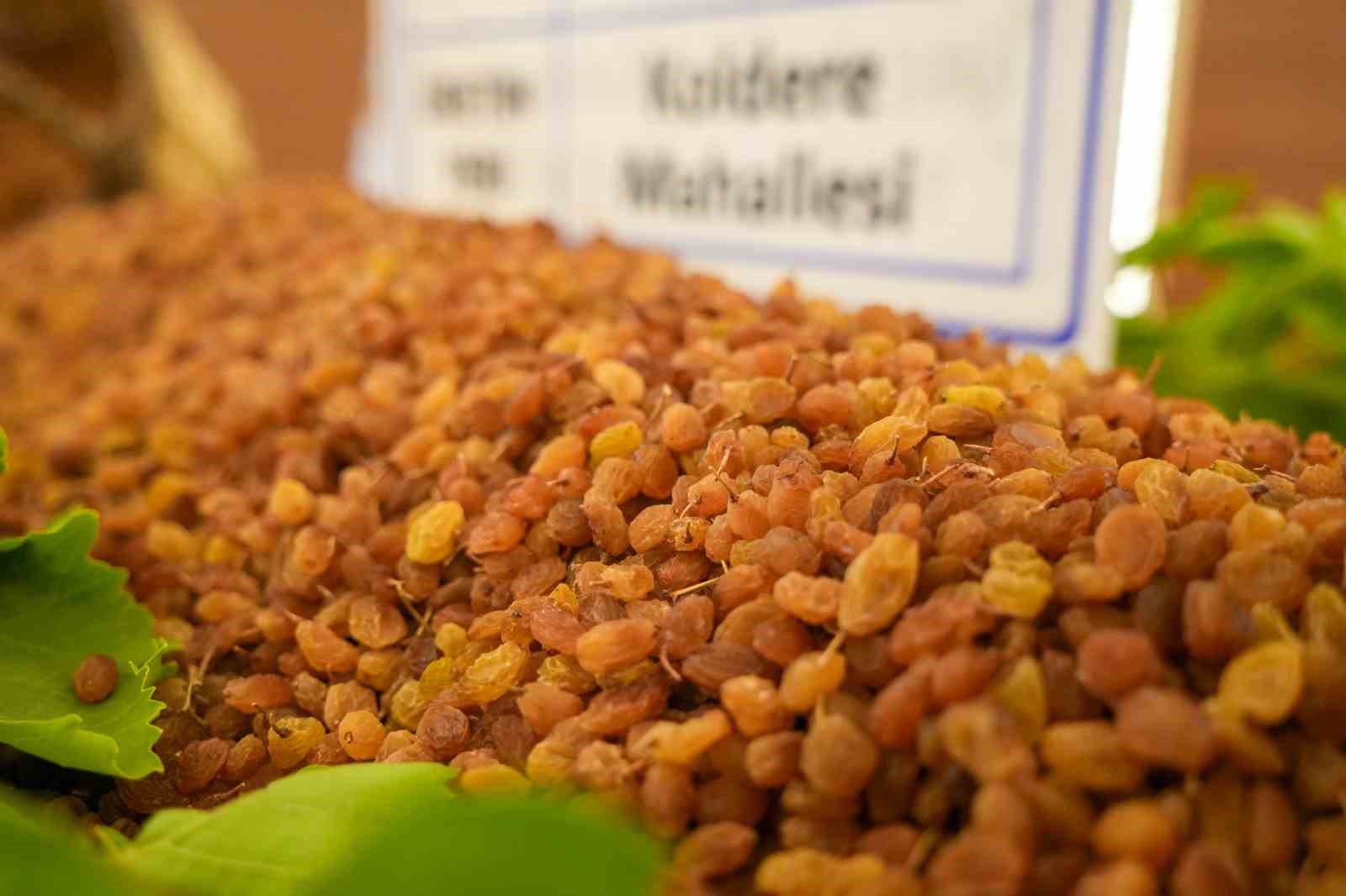 Sultani Çekirdeksiz Kuru Üzümde 2025-2026 Sezonu Başladı