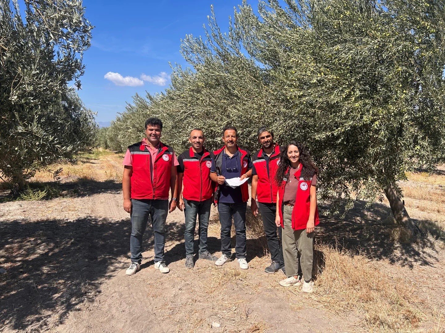 Manisa’da Zeytin Rekolte Tespit Çalışmaları Başladı