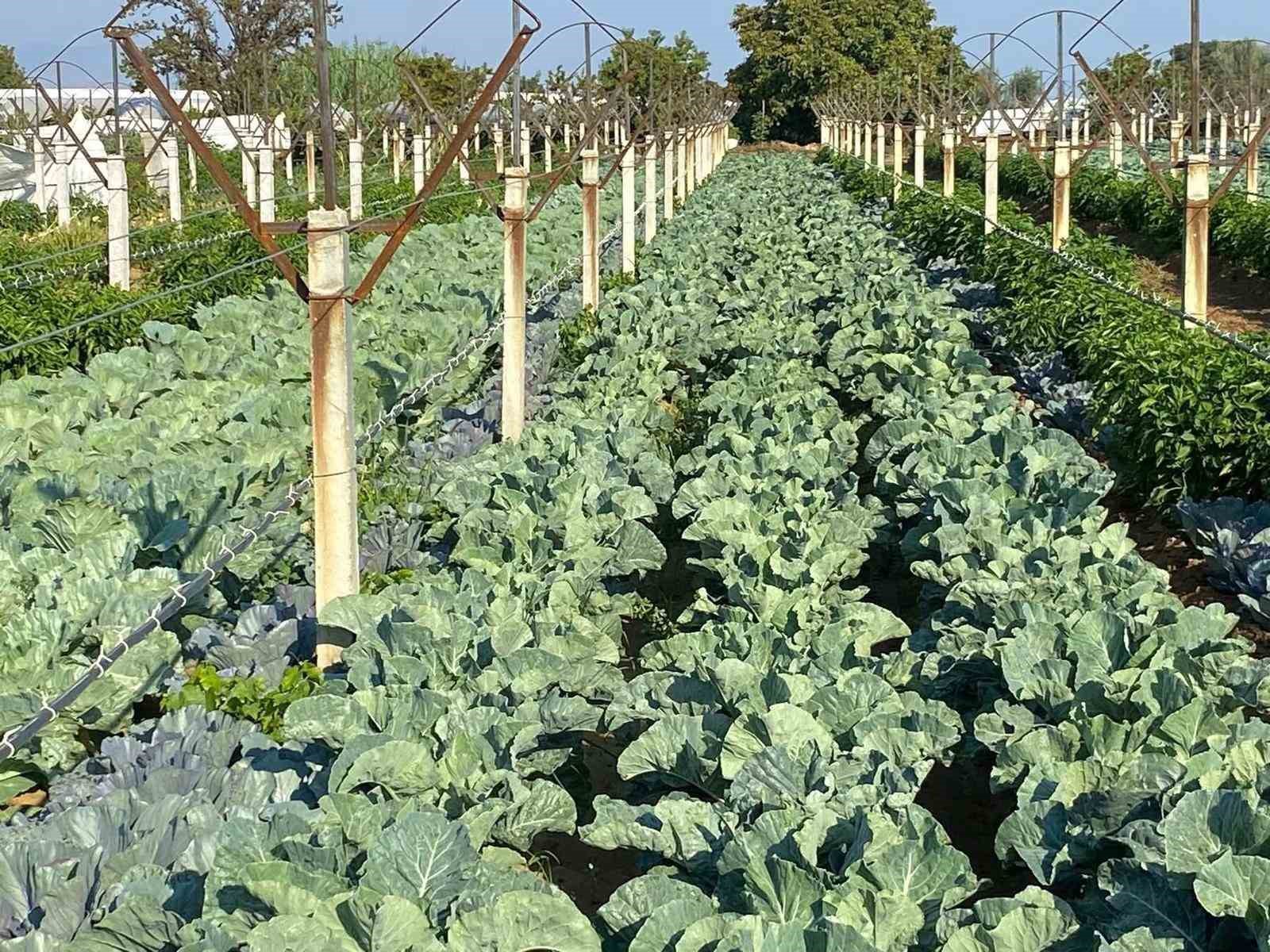 Sarıgöllü Çiftçi Bağ Aralarını Kışlık Sebzeyle Değerlendiriyor