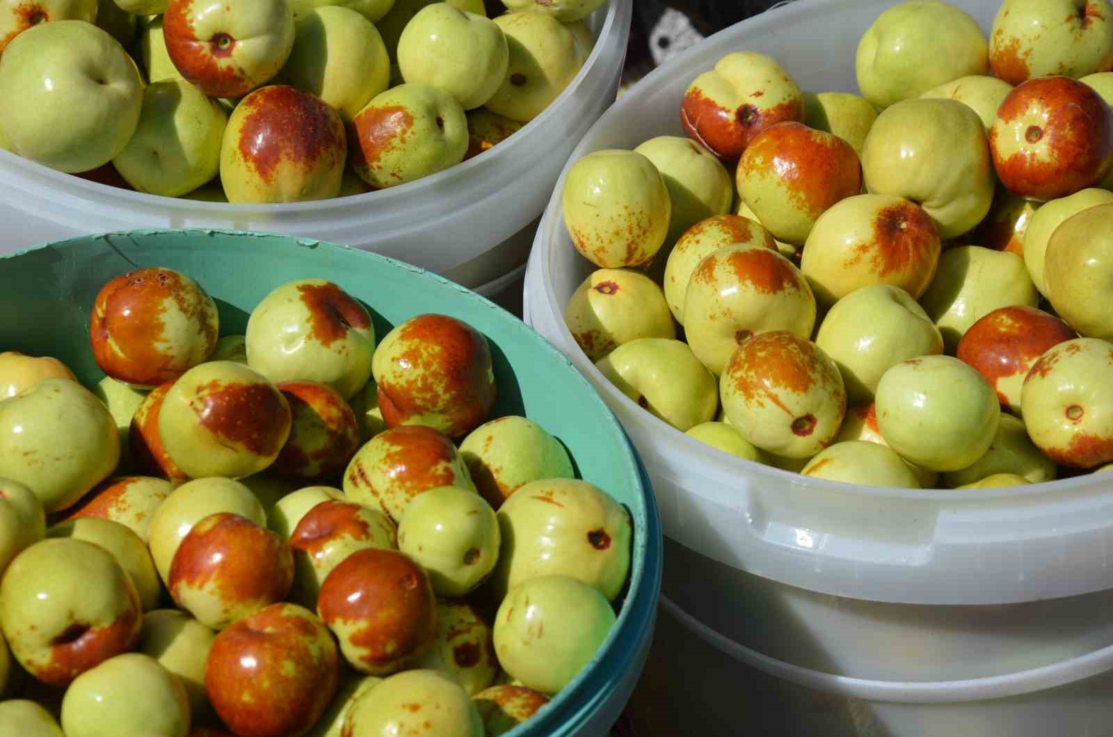 Demirci’de 60 Bin Fidanla Hünnap Hasadı Başladı