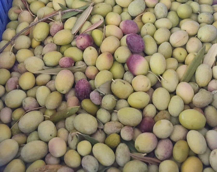 Salihli'de Zeytin Üreticilerine İlaçlama Çağrısı