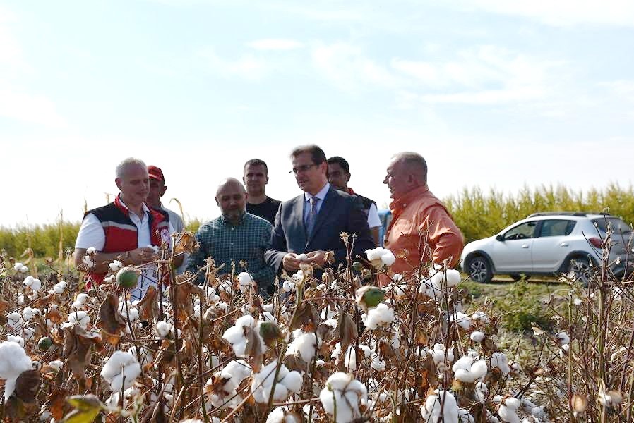 Salihli Ovası Beyaza Büründü: Pamuk Hasadı Başlaıı