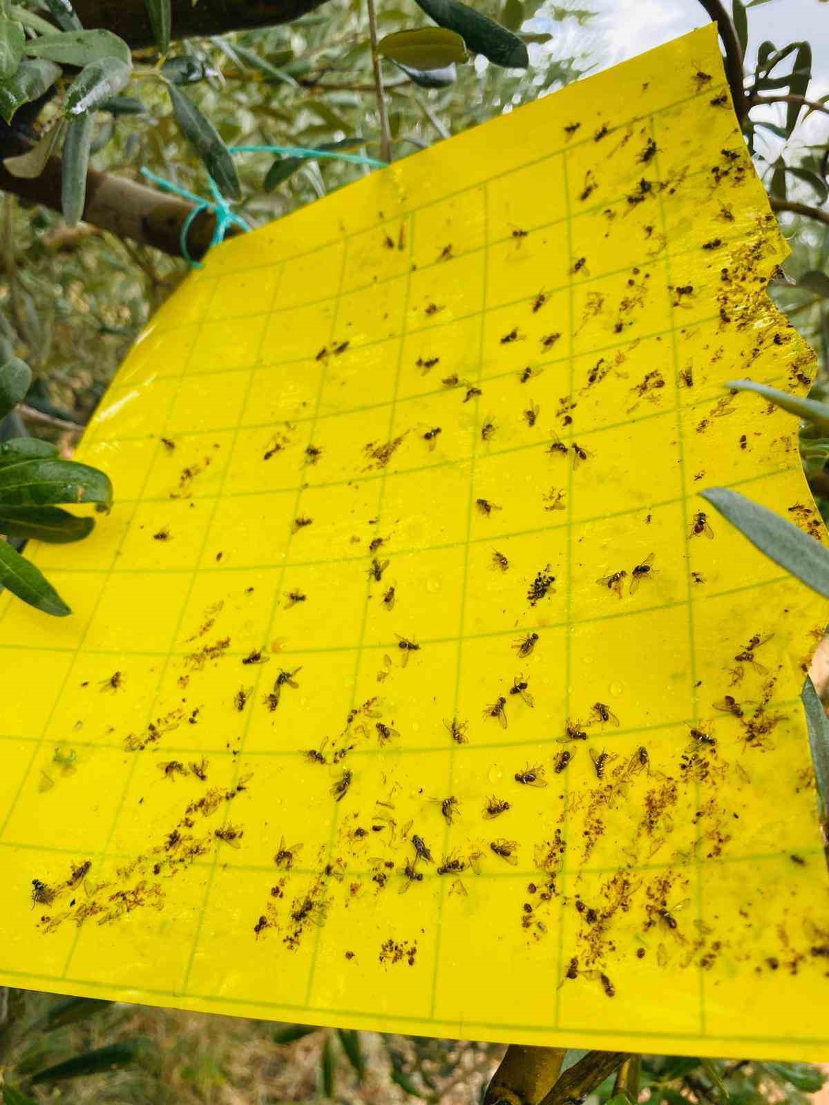Salihli’de Zeytin Üreticilerine İlaçlama Uyarısı!