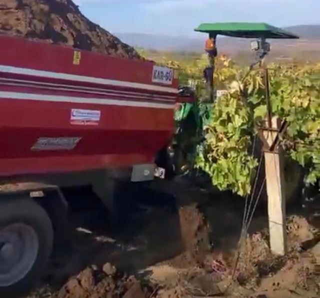 Sarıgöl Bağlarında Kış Mesaisi Başladı