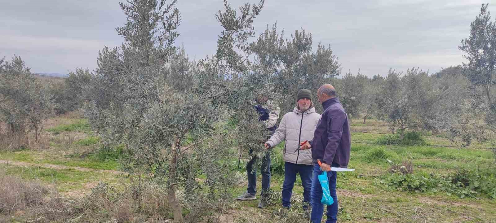 Salihli'de Zeytin Ağaçlarında Verimi Artıracak Budama Eğitimi