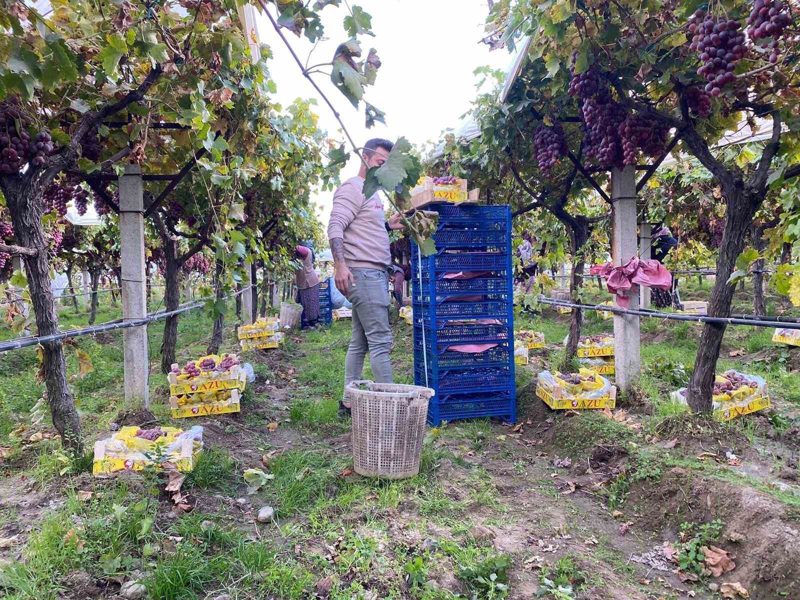 Sarıgöl Ovası’nda Üzüm Hasadında Sona Yaklaşıldı