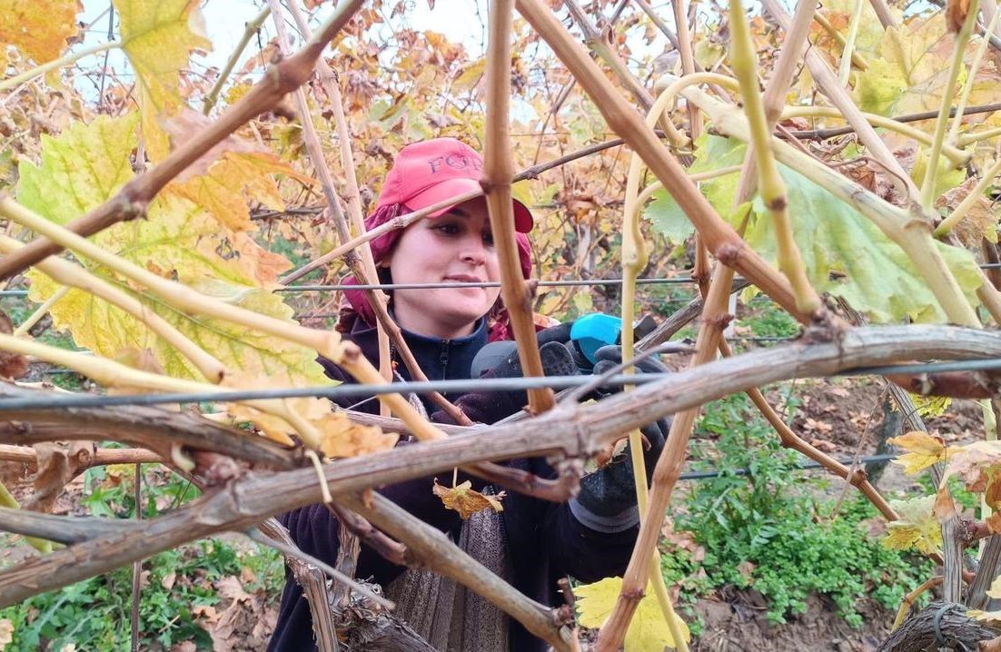 Sarıgöl'de Yevmiyeler Uçtu, Üretici Bağlara Yakınlarıyla İndi