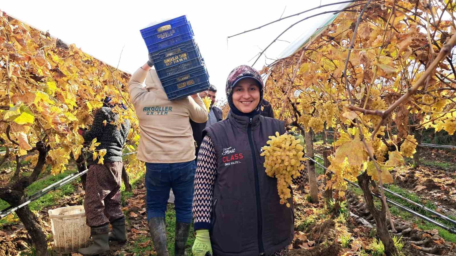 Sarıgöl'den Yeni Yıl Hediyesi: Örtü Altındaki Sultaniye Üzümler Pazara Sunuldu