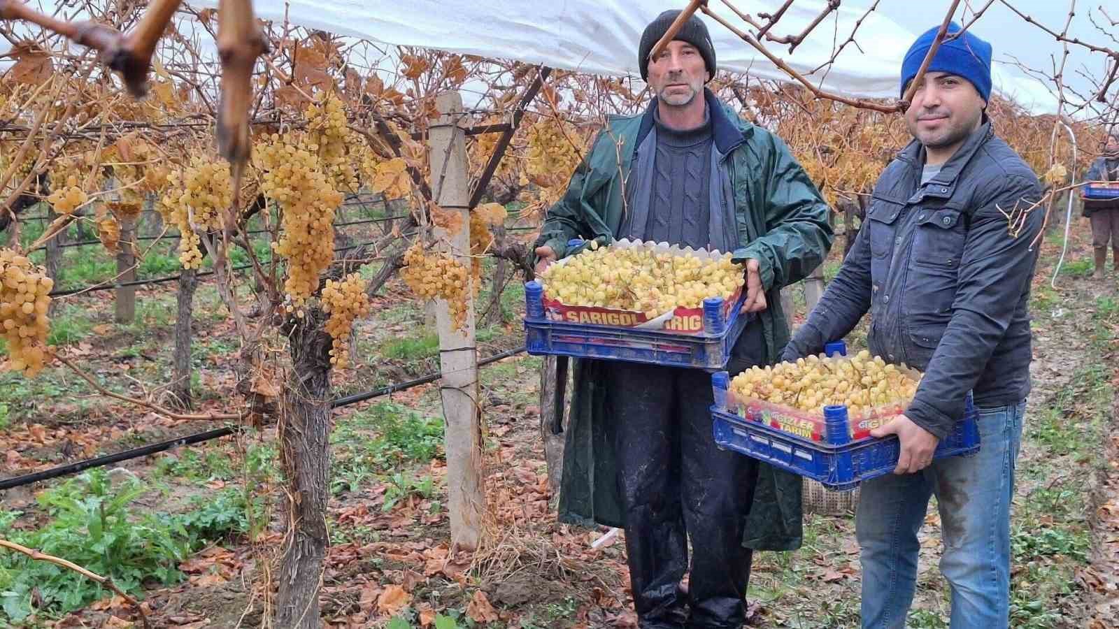 Sarıgöl'de Sezonun Son Hasatı!