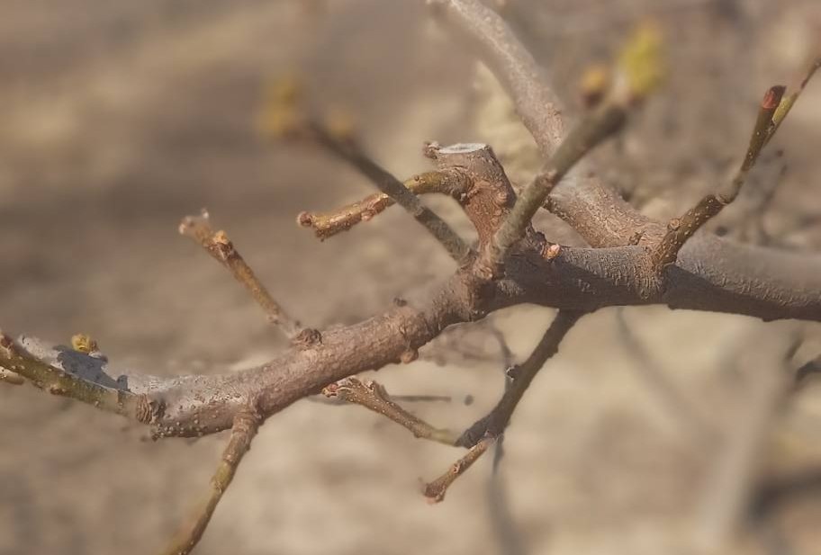 Salihli’de Meyve Üreticilerine Kritik "Ateş Yanıklığı" Uyarısı!