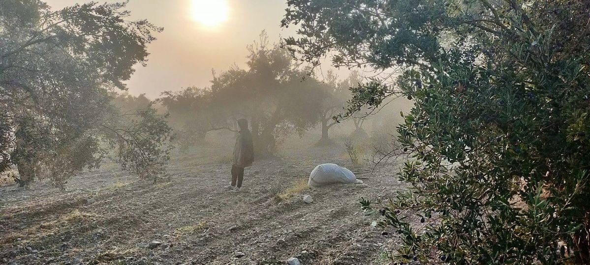 Zeytinyağı Alım Fiyatlarının Düşmesine Tepkiler Çığ Gibi Büyüyor Zeytinyağı Alım Fiyatlarının Düşmesine Tepkiler Çığ Gibi Büyüyor