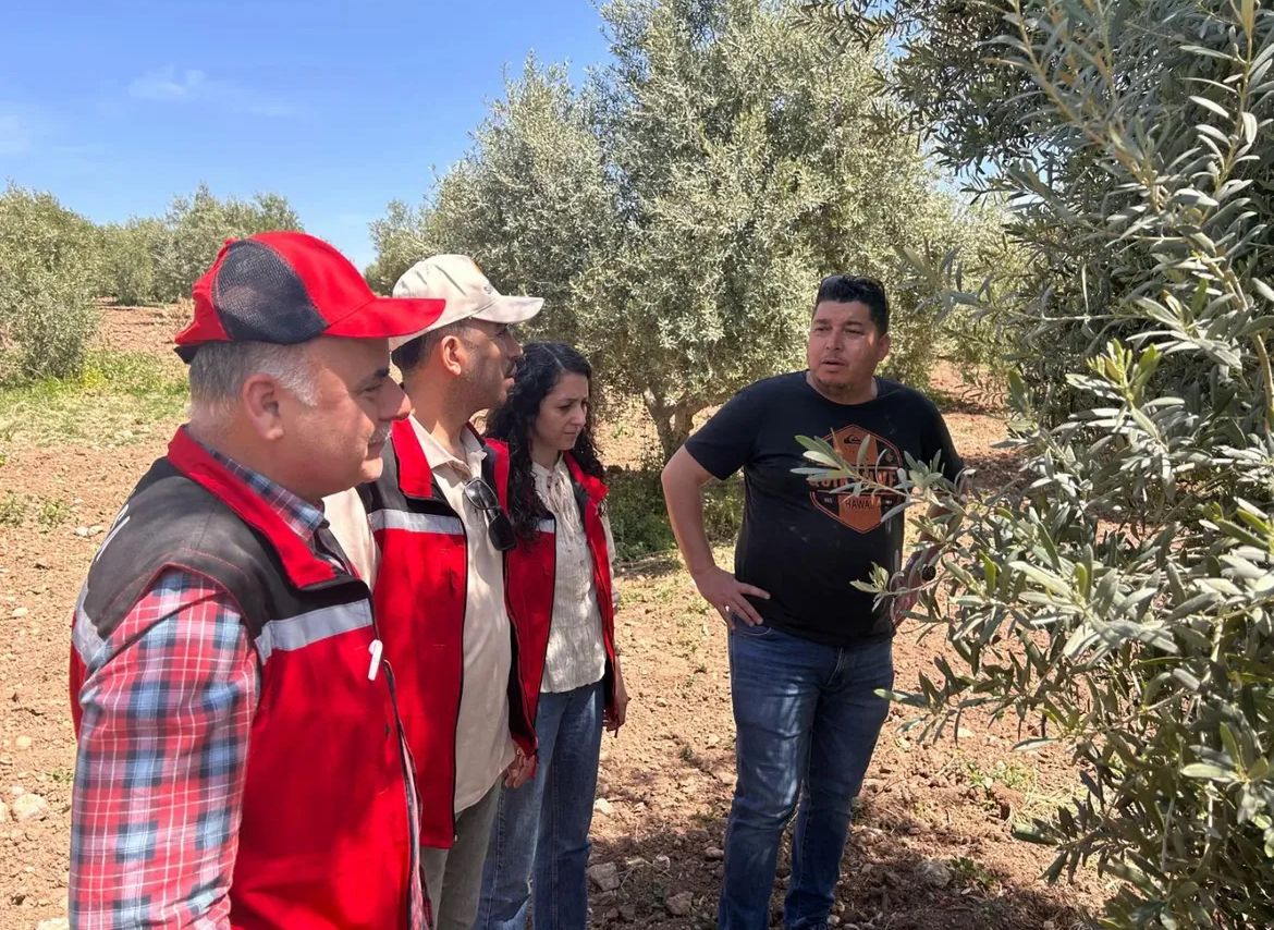 Zeytinde Kaliteyi Koruma Mücadelesi Devam Ediyor