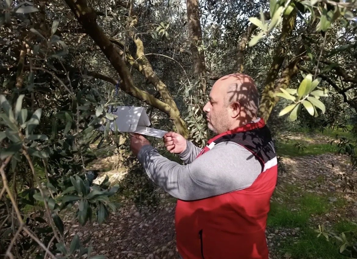 Akhisar’da Zeytin Hastalıkları ve Zararlıları Takibi Sürüyor