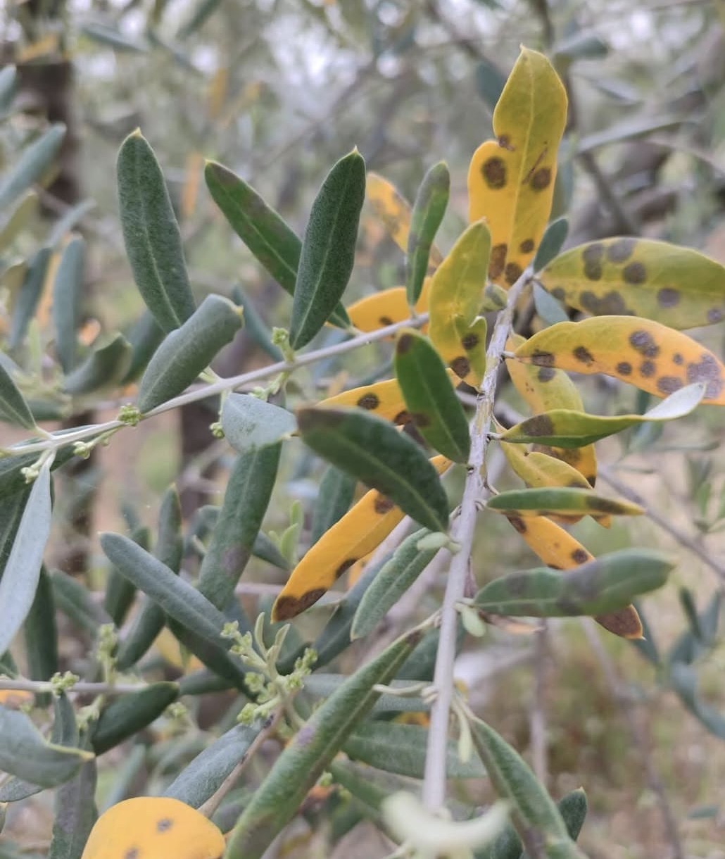ZEYTİN ÜRETİCİLERİNE HALKALI LEKE UYARISI