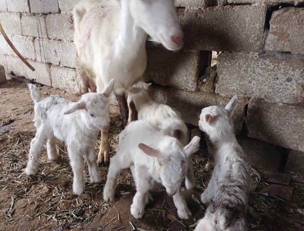 Süt rekortmeni Saanen keçiden dördüz doğum
