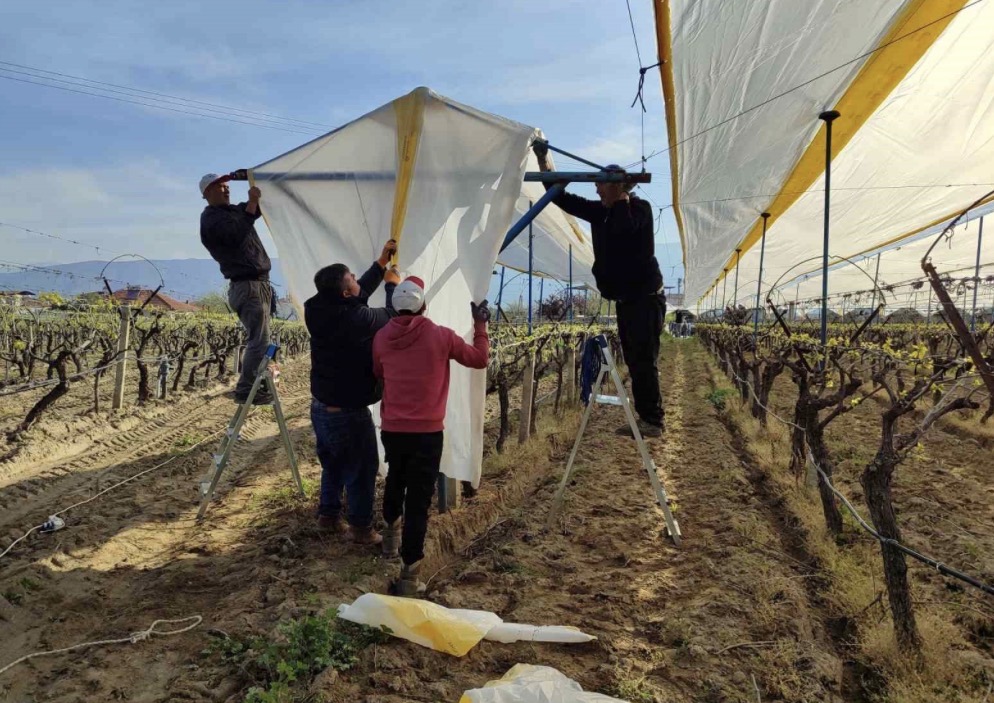 Sarıgöl’de Üzüm Bağları Doluya Karşı Tülle Koruma Altına Alındı