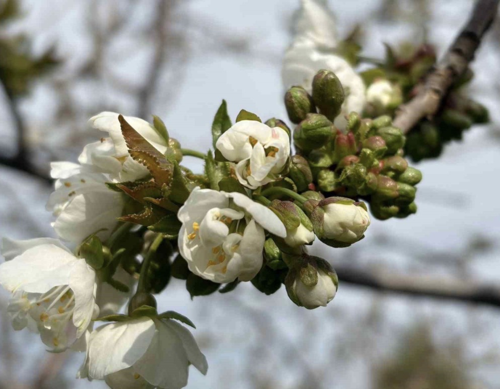Salihli’de ‘Monilya’ tehlikesi