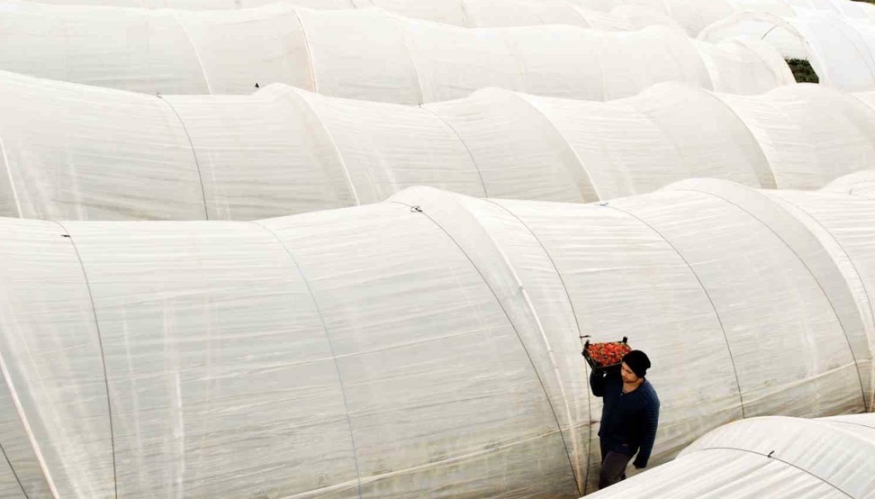 Köprübaşı çileği bu sene de çiftçinin yüzünü güldürdü