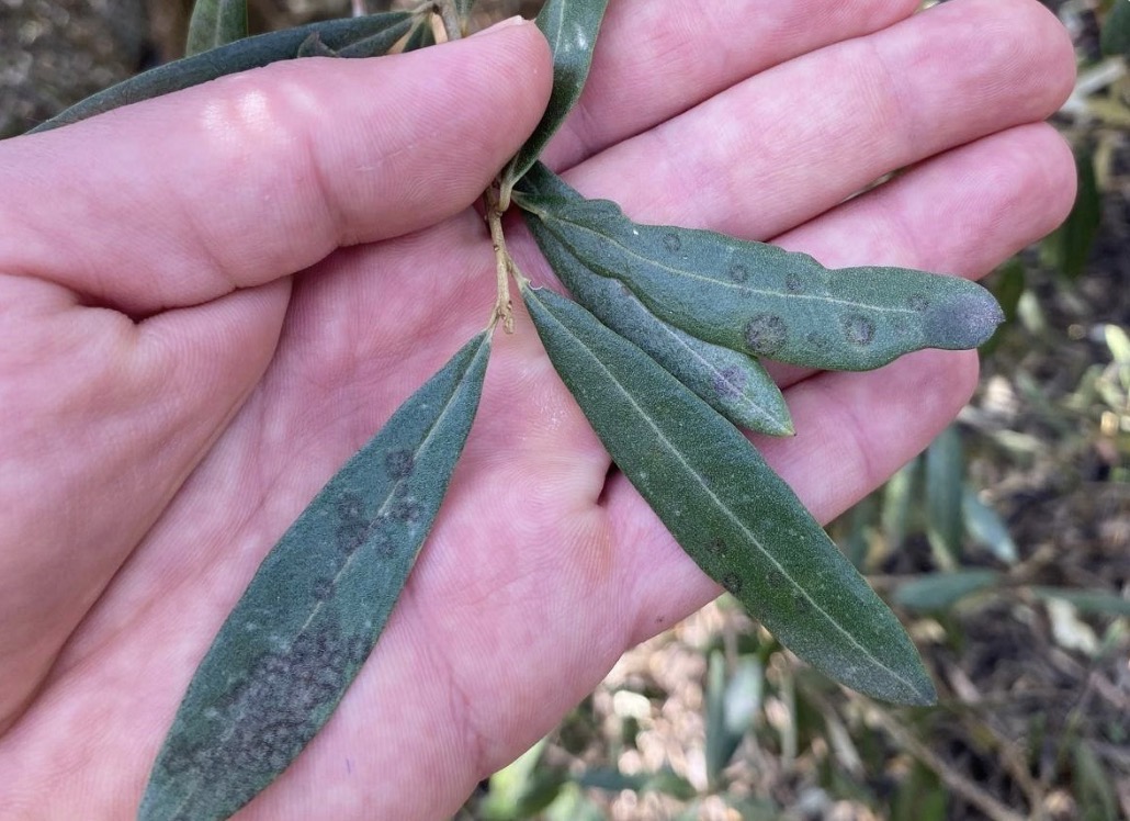 Salihli’de ‘Halkalı leke’ uyarısı