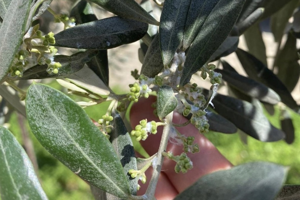 Sarıgöl’de zeytin üreticileri pamuklu bit zararlısına karşı uyarıldı