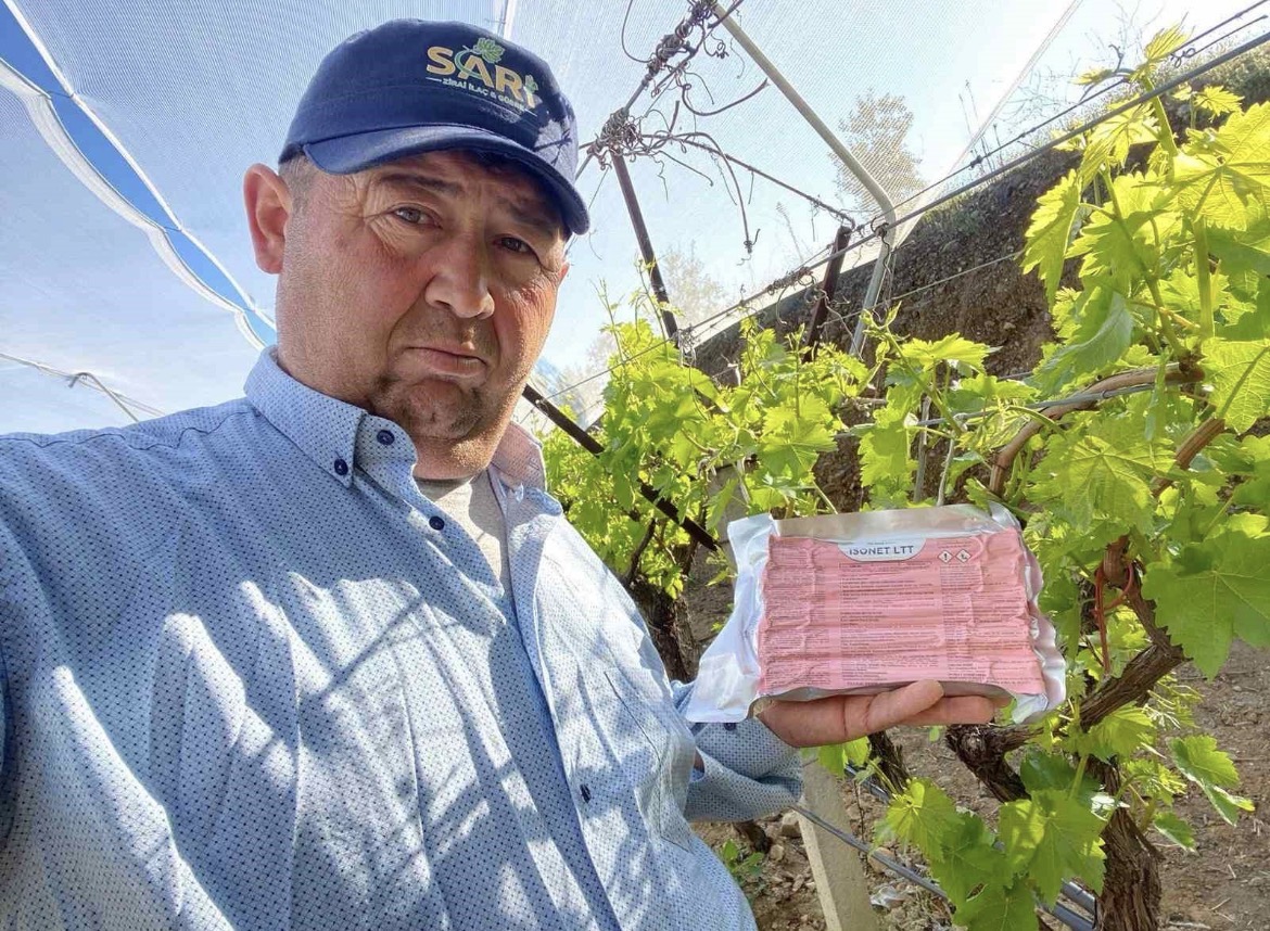 Sarıgöl Ovası’nda üzüm bağlarında "Fenomen Tel" seferberliği