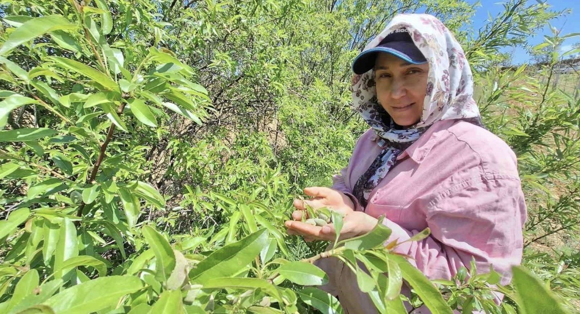 Çağla, üreticisinin yüzünü güldürdü