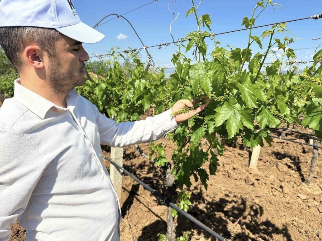 Sarıgöl bağlarında 3K hamlesi