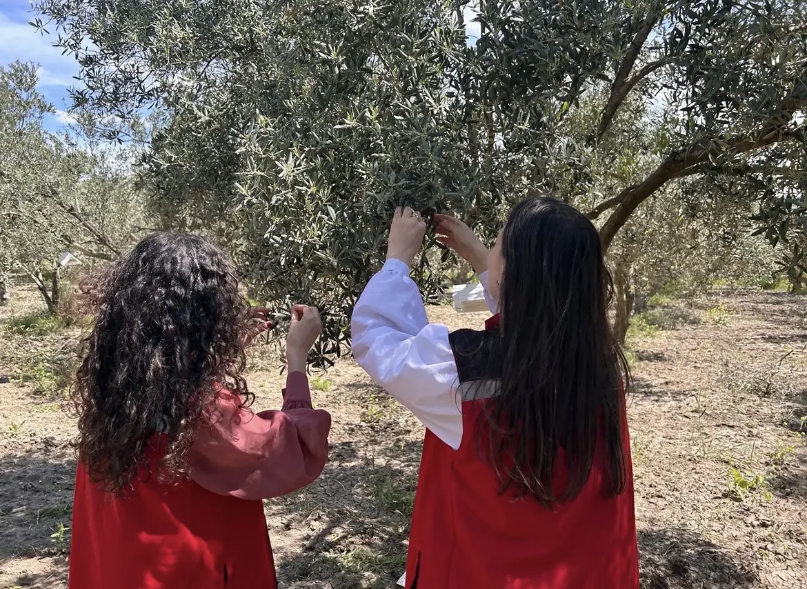 MANİSA’DA ZEYTİN VE BAĞLARDA HASTALIK TAKİBİ SÜRÜYOR