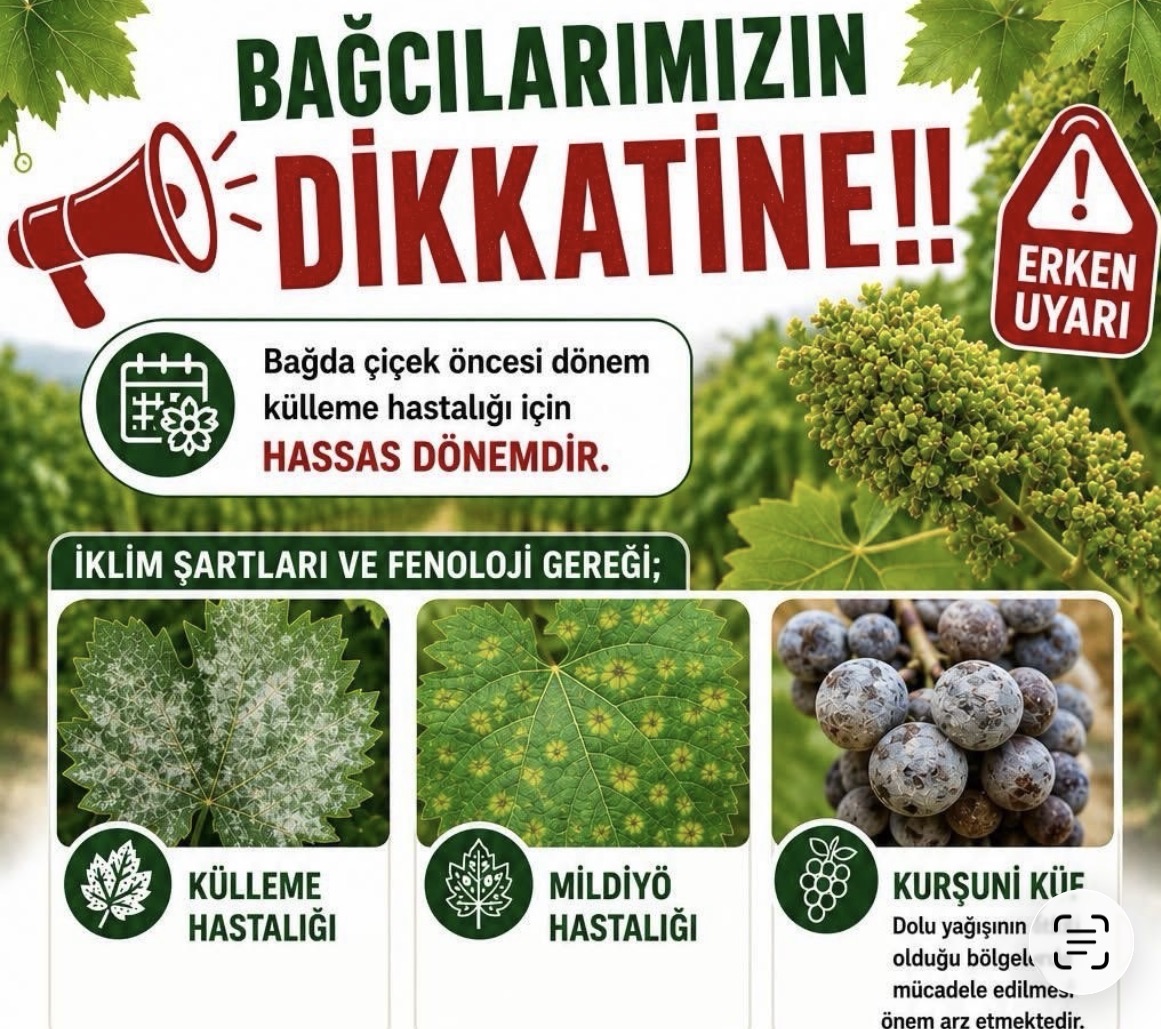 Bağlarda üreticilere ilaçlama uyarısı