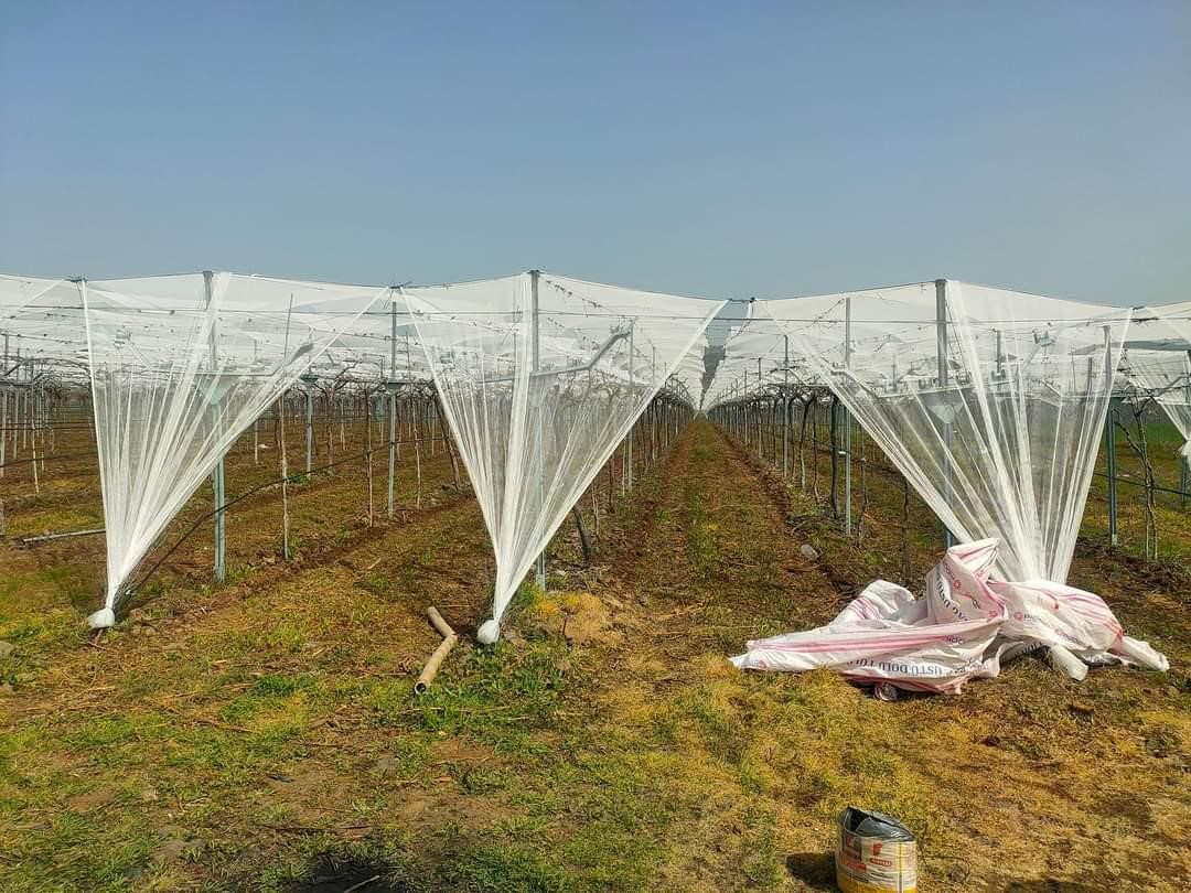 Sarıgöl’de Üreticiden Doluya Karşı Fileli Çözüm