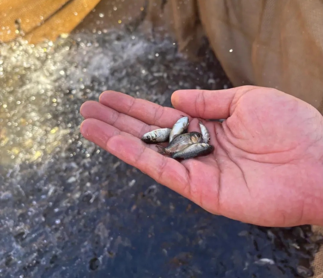 Manisa’daki Su Kaynaklarına Pullu Sazan Yavrusu Bırakıldı