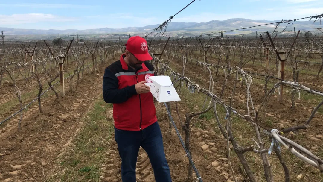 Alaşehir’de bağlarda sezon öncesi kontroller sürüyor