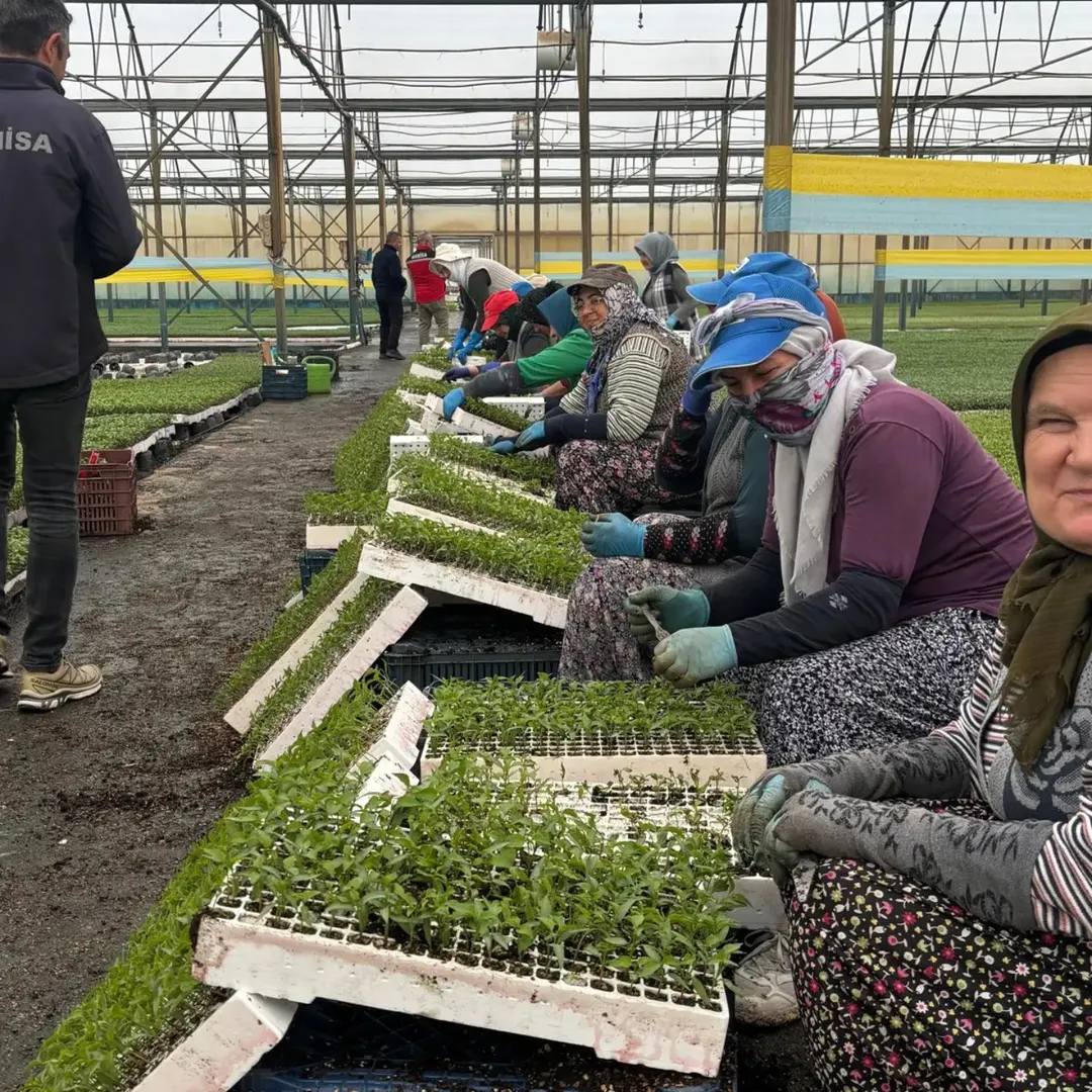 SALİHLİ’DE FİDELER YAKIN TAKİPTE