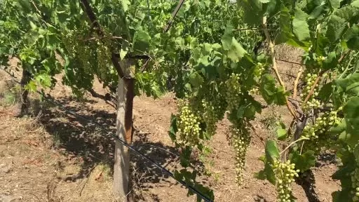 Alaşehir’de Aşırı Sıcaklar Üzüm Tanelerini Yaktı Alaşehir’de Aşırı Sıcaklar Üzüm Tanelerini Yaktı