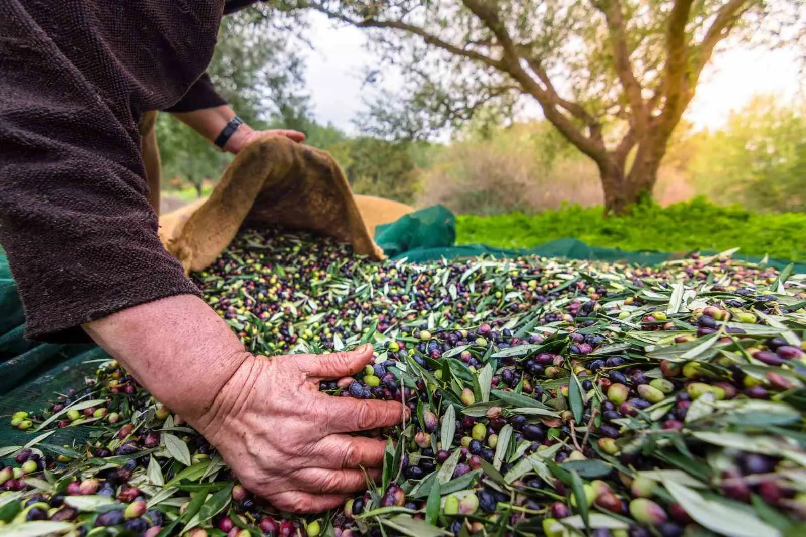 Sofralık Zeytin İhracatında Tarihi Rekor Sofralık Zeytin İhracatında Tarihi Rekor