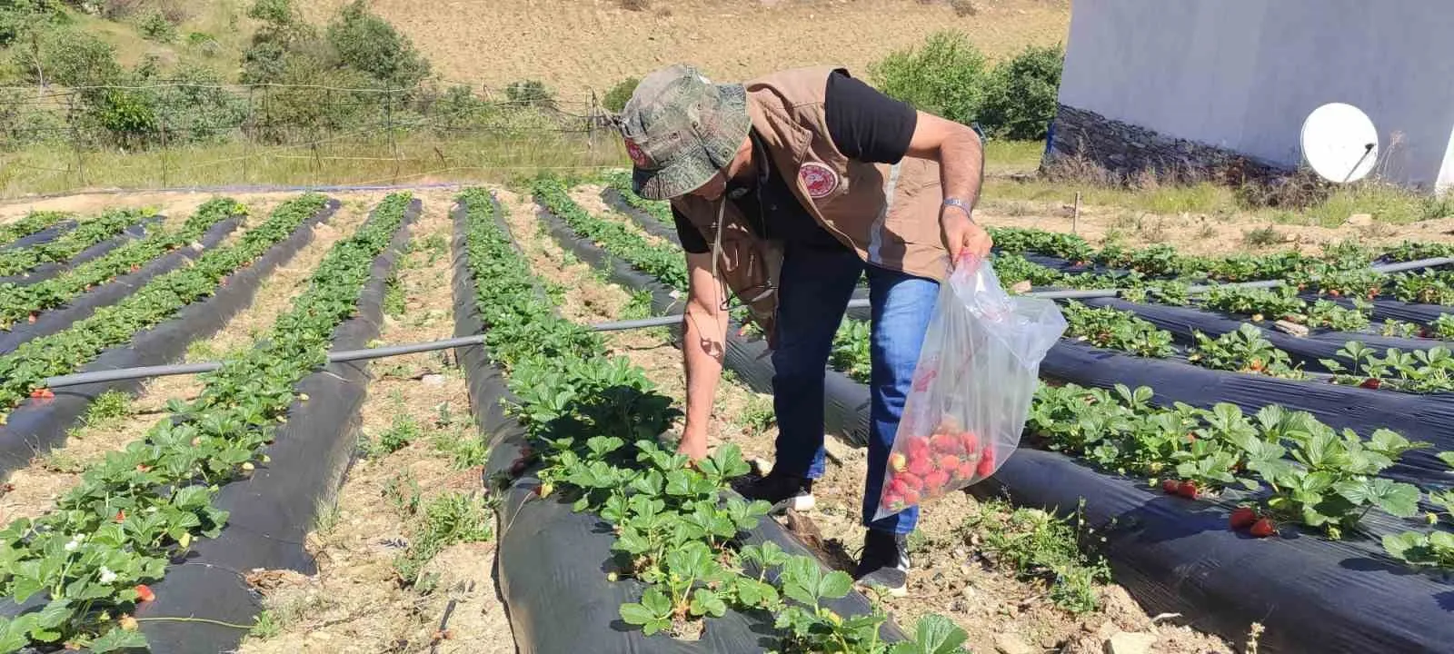 Manisa’da Üreticilere Yasaklı Madde Uyarısı Manisa’da Üreticilere Yasaklı Madde Uyarısı